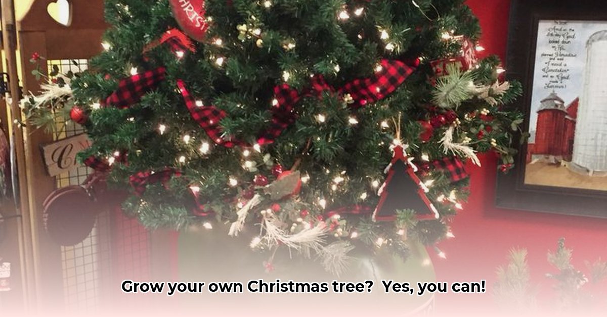 christmas-trees-tractor-supply